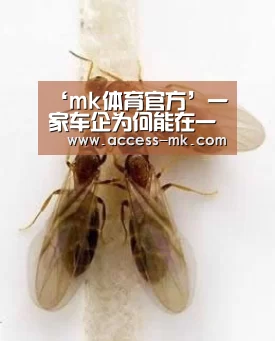 mk体育
